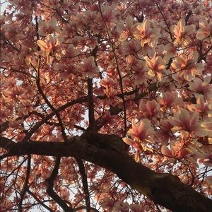 Meet your Posher, Lil